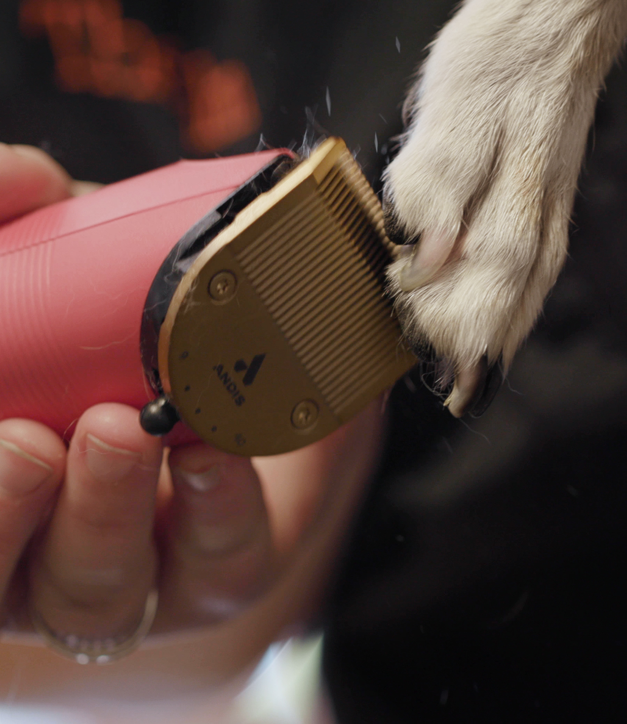 Close up of Andis tool being used to clip fur on dog's paw