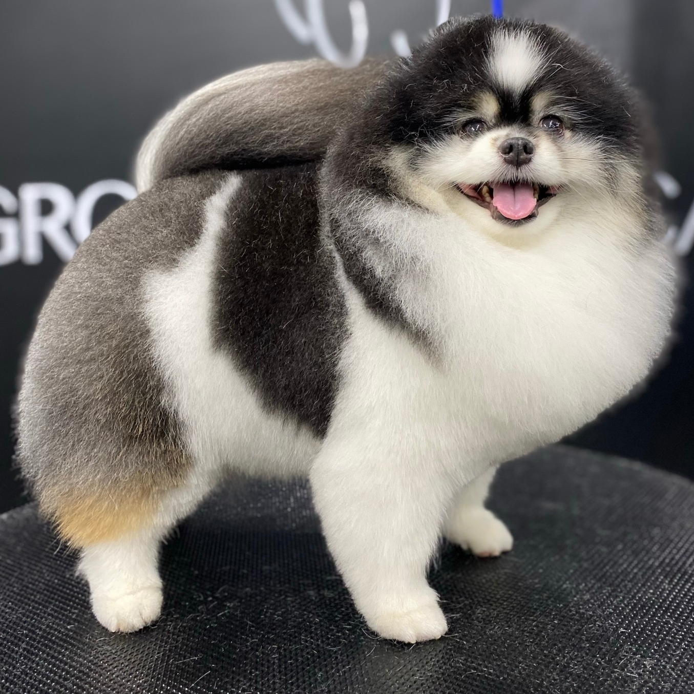 A fluffy Pomeranian smiles for the camera after being groomed with Andis tools.